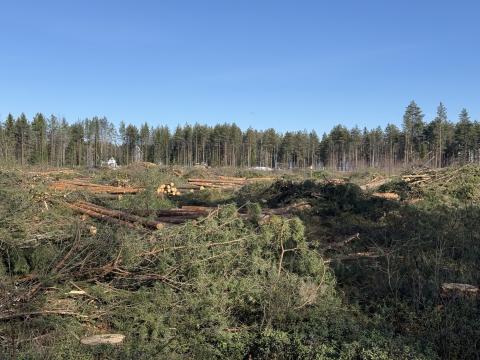 Tontin raivaus etenee