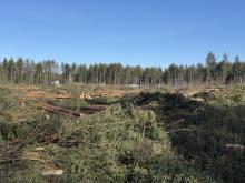 Tontin raivaus etenee